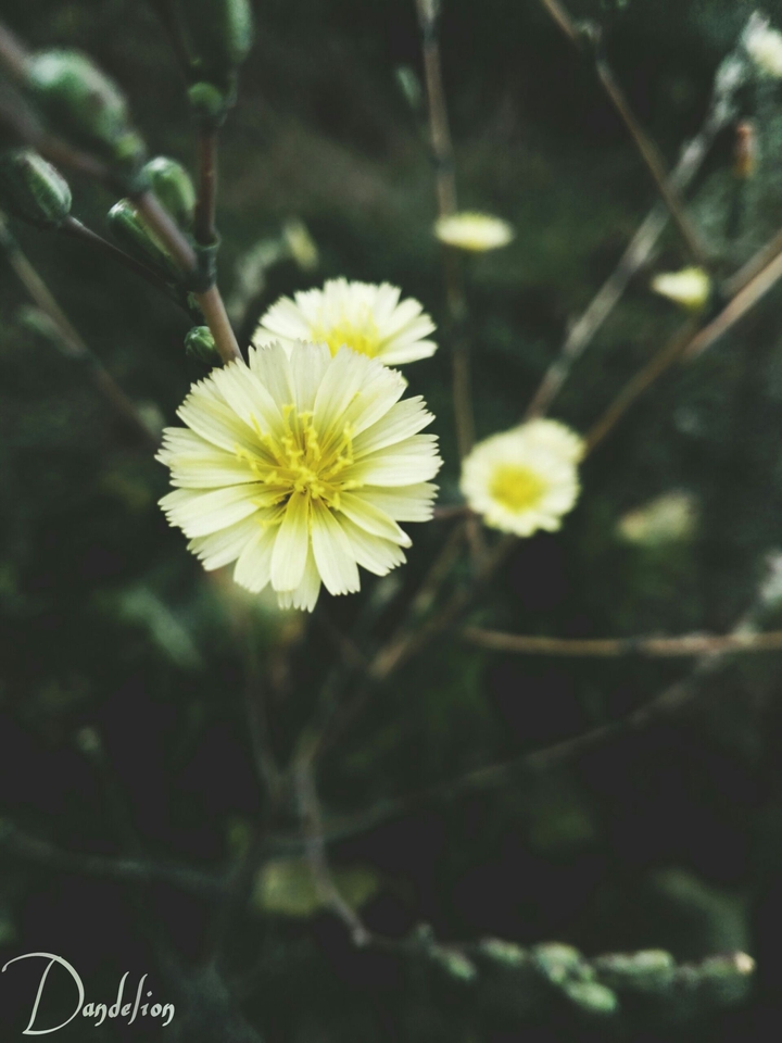 мини Dandelion