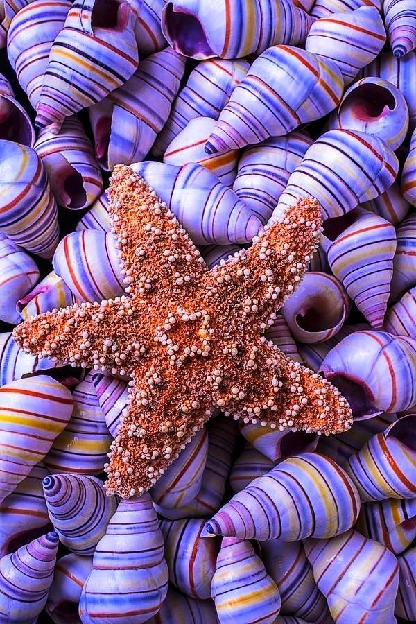 Coquillages