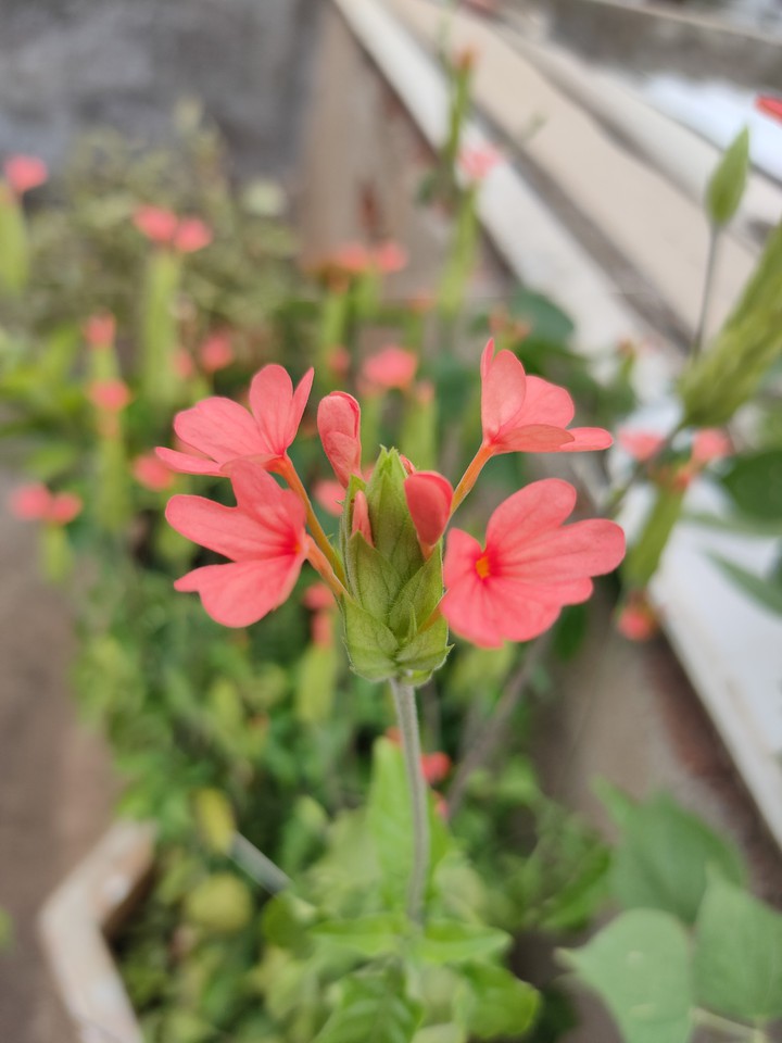light Orange flower