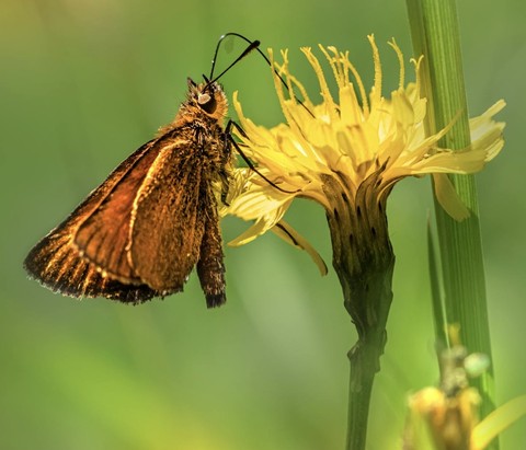 sfondi petal, arthropod