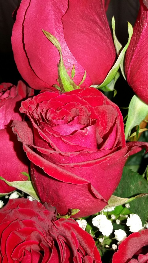 sfondi pink, rose