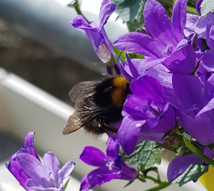 Glockenblume mit Hummel