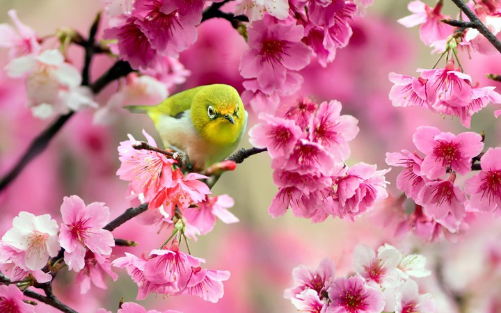 ❇️❁❇️