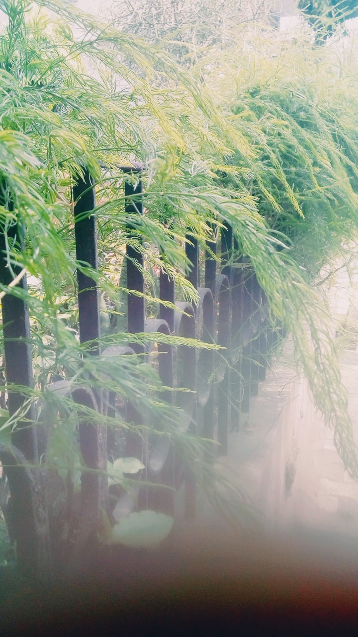 fern