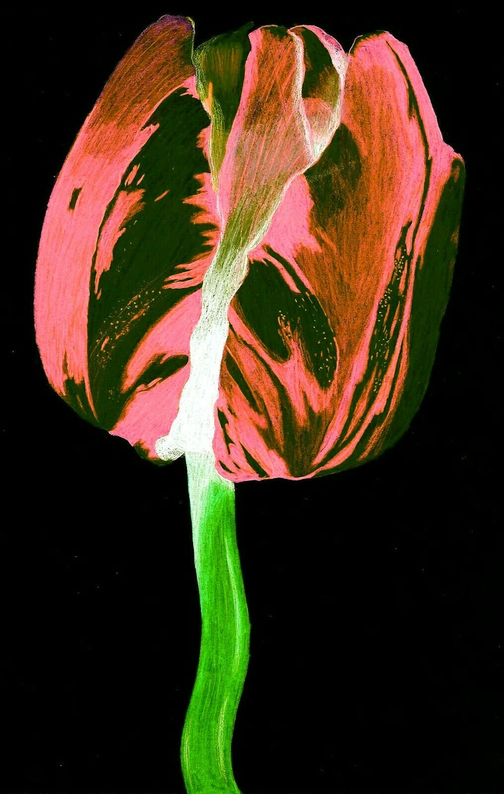Neon Tulip