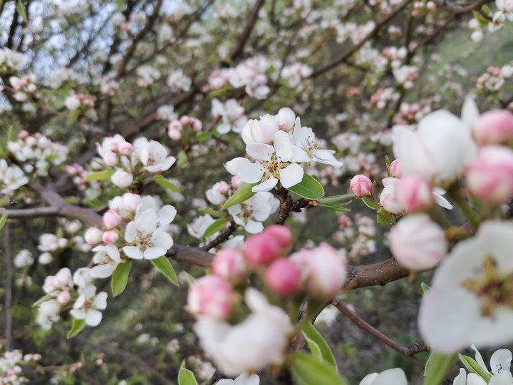 Apple tree