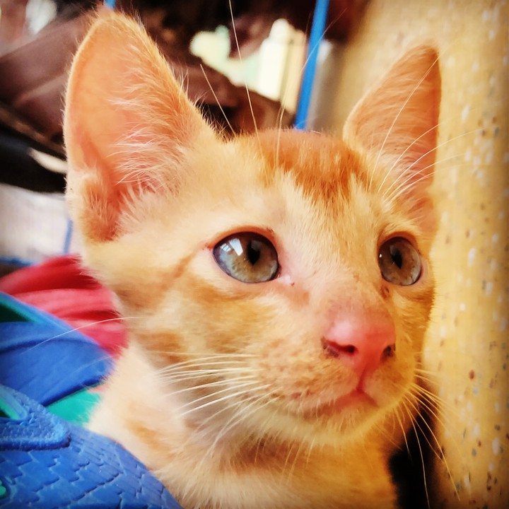 cat
