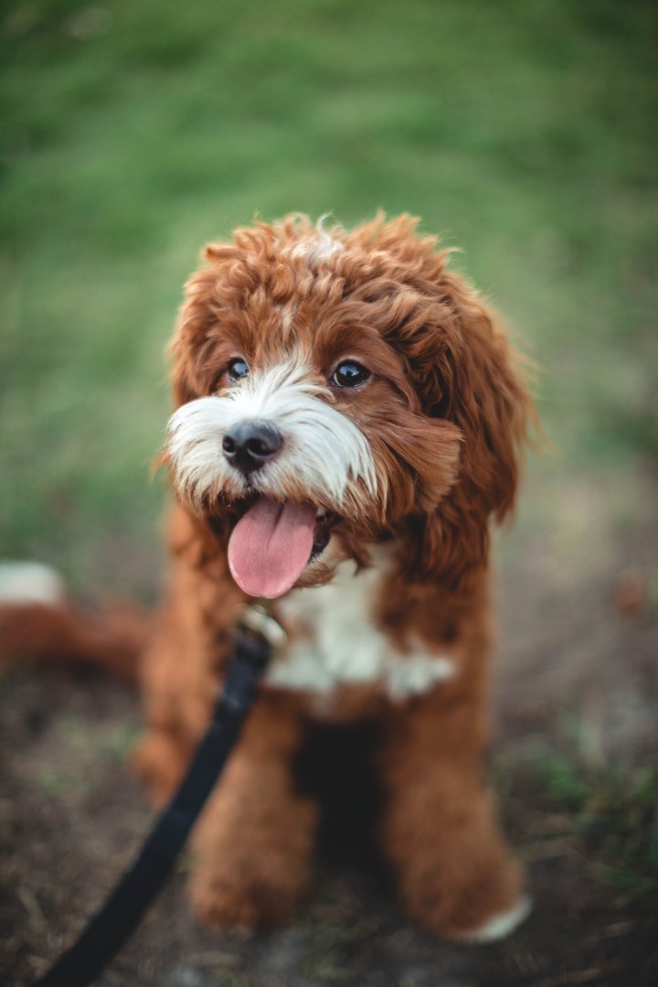 Puppy