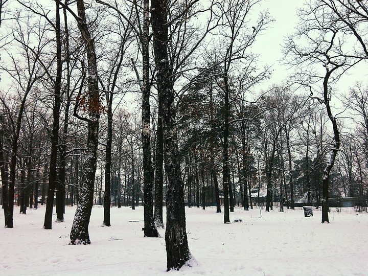 A winter forest