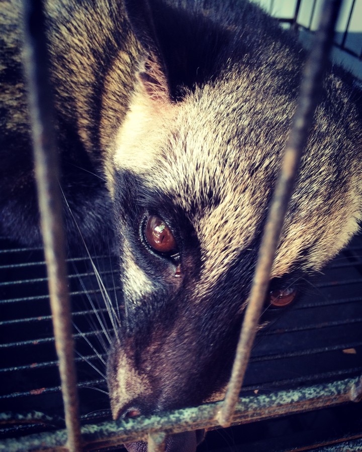Musang Pandan - Indonesia
