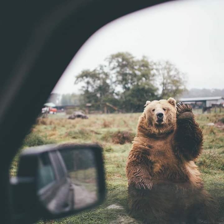 Hello Bear.