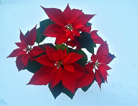 red flowers and winter day ... inspiration
