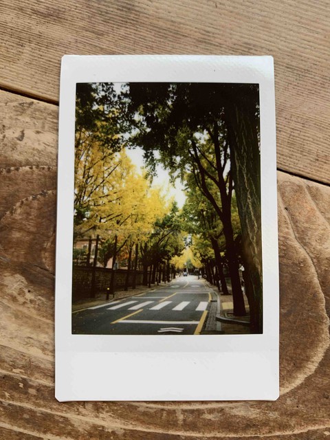 Ginkgo tree