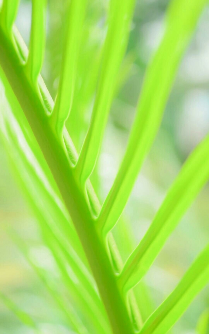 grass leafs