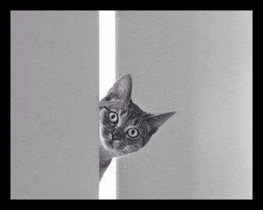 cat say hy