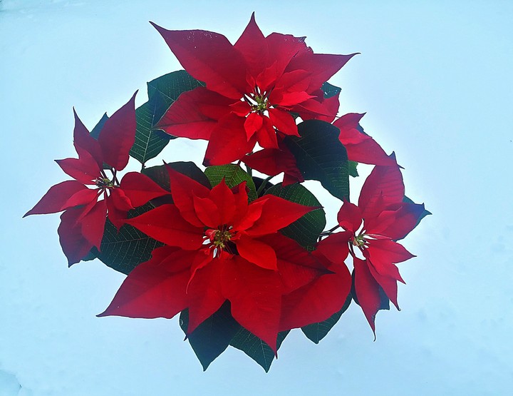 red flowers and winter day ... inspiration