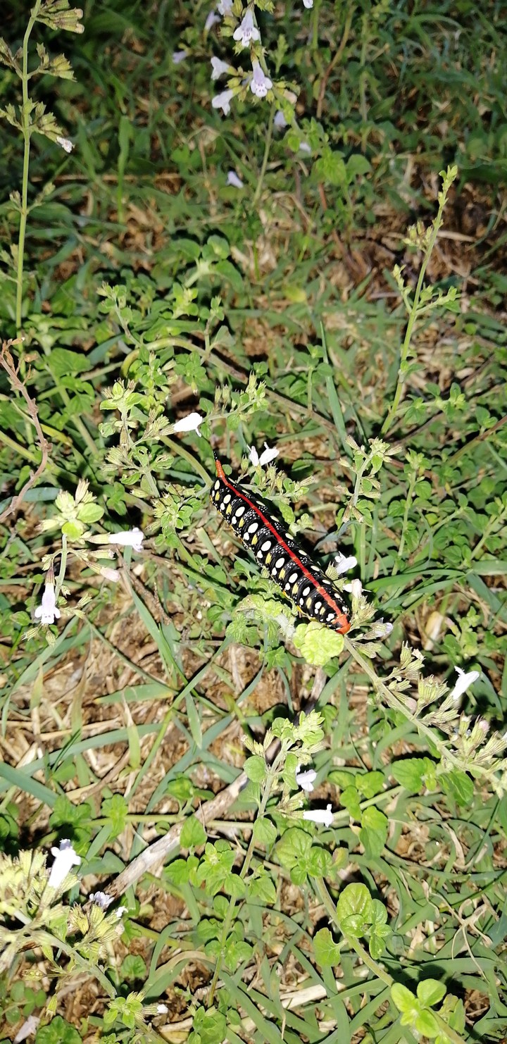 caterpillar