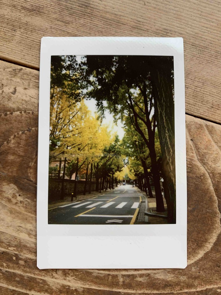 Ginkgo tree