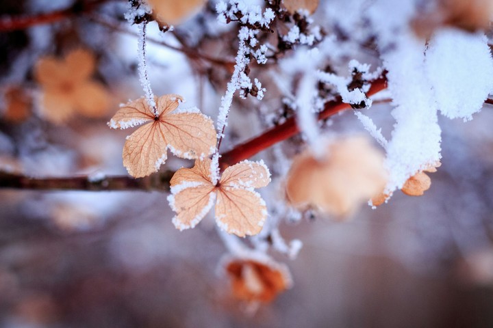 Winterflower