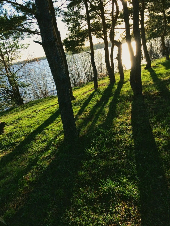 Forest