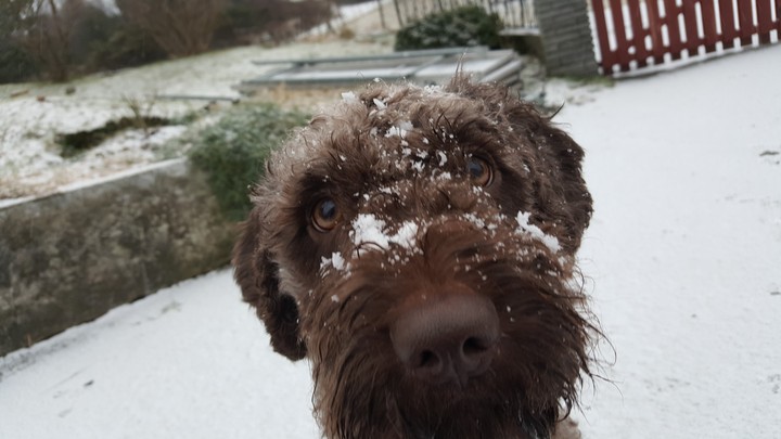 Winter dog
