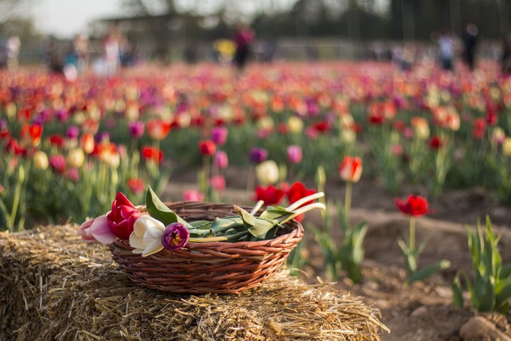 tulipani