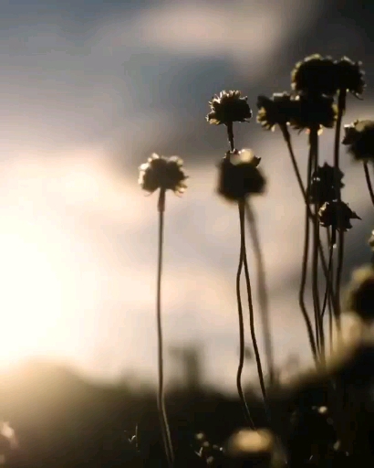 Fading into Autumn