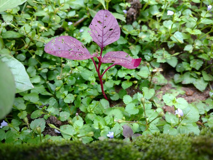 nature