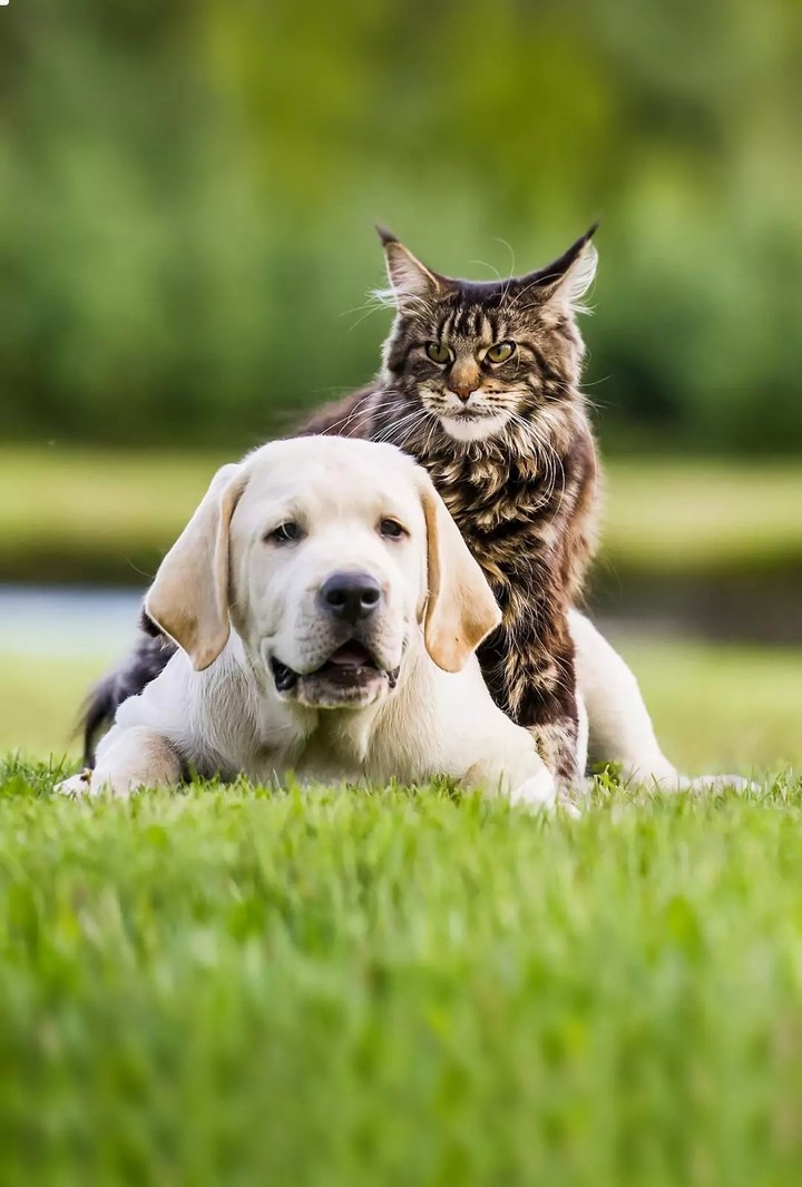 Animals