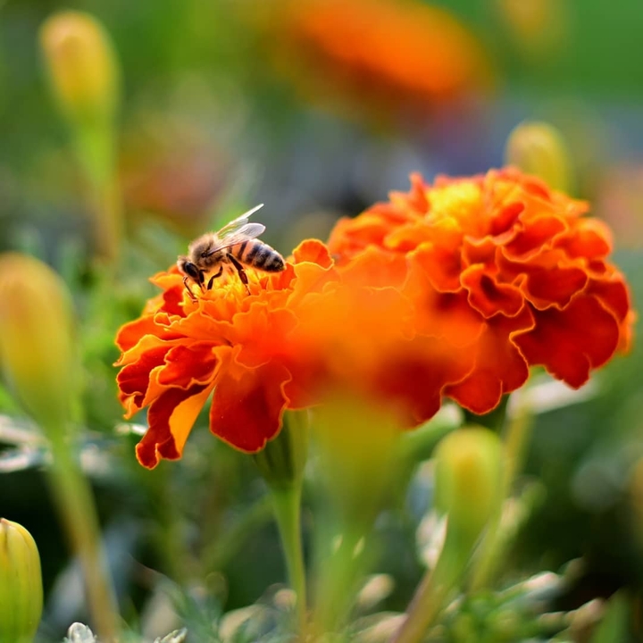 Bee...