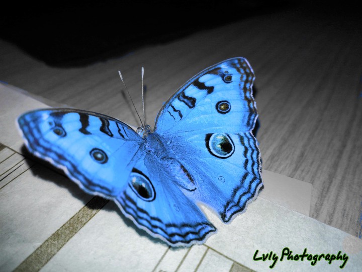 Butterfly