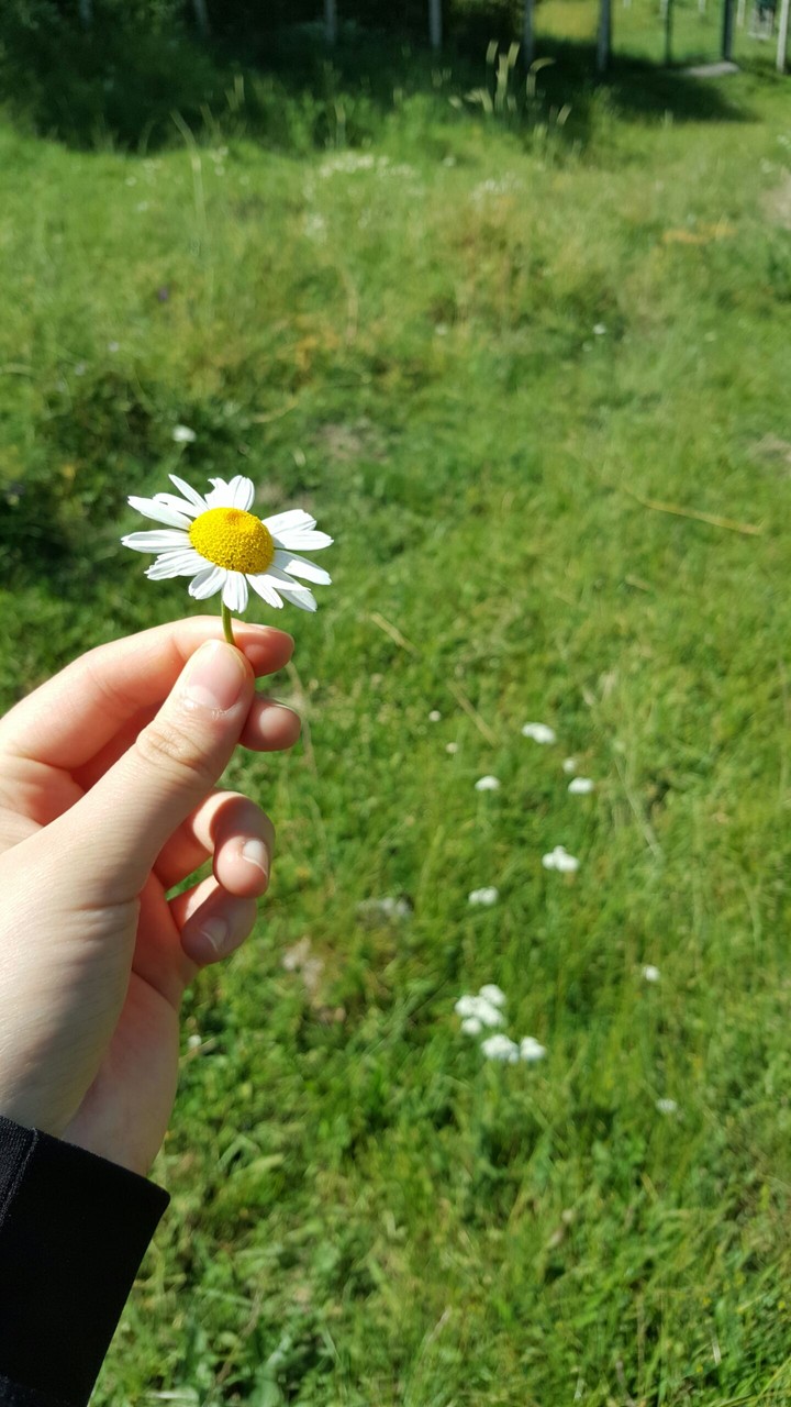 yaz çiçekler güneş mutluluk