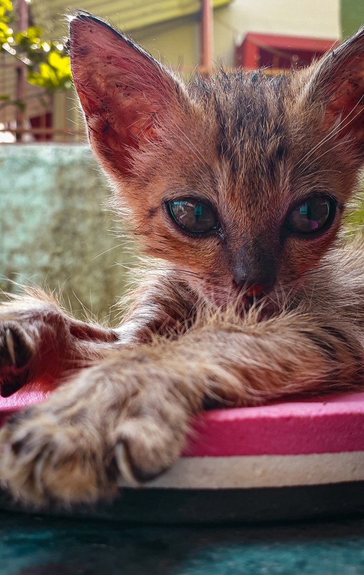 cute cat