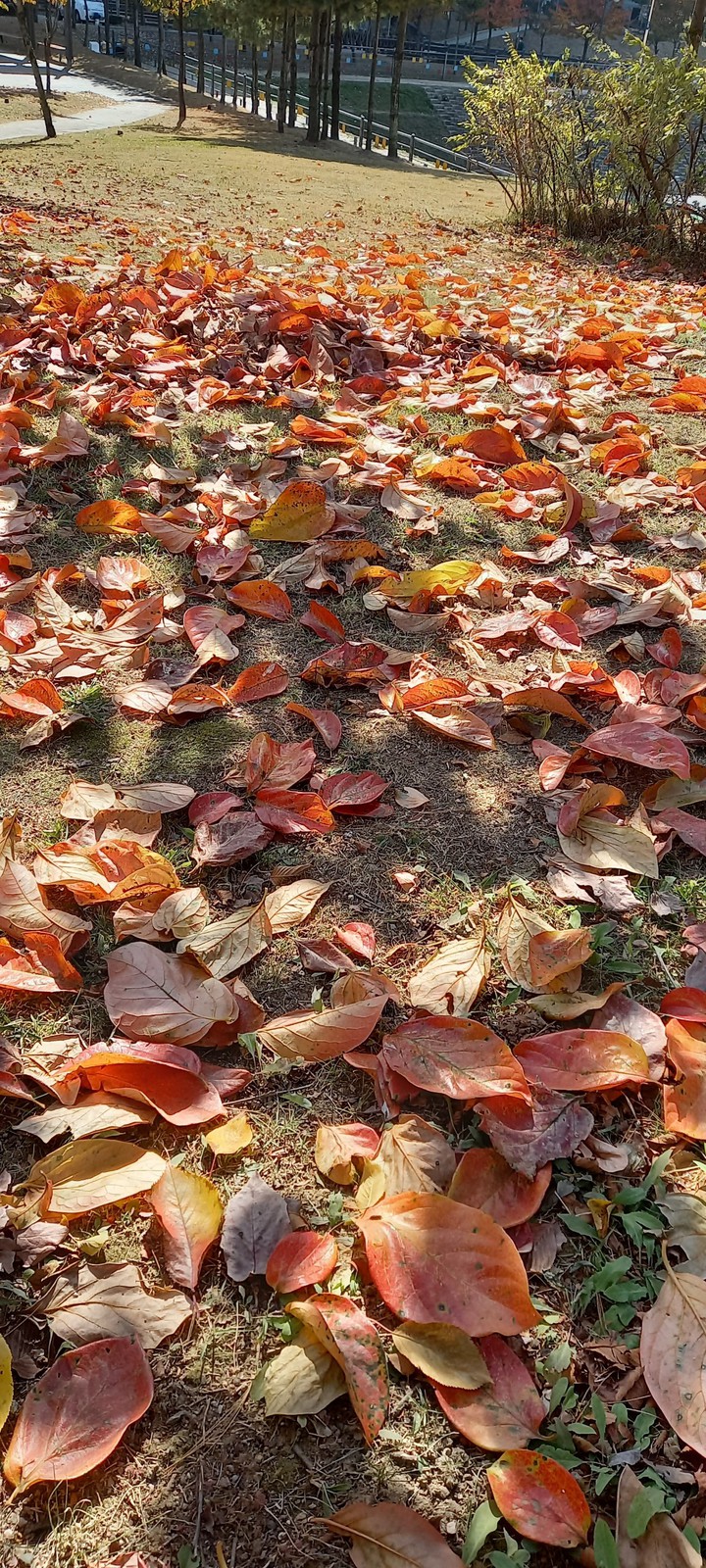 fallen leaves...