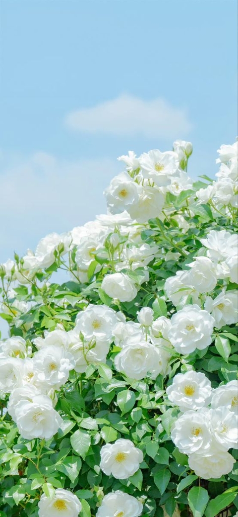 тапети flower, cornales