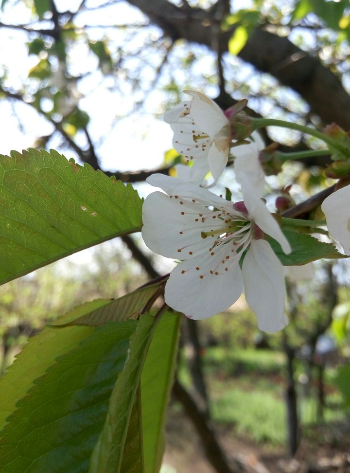 spring