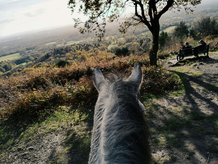A horse's eye view
