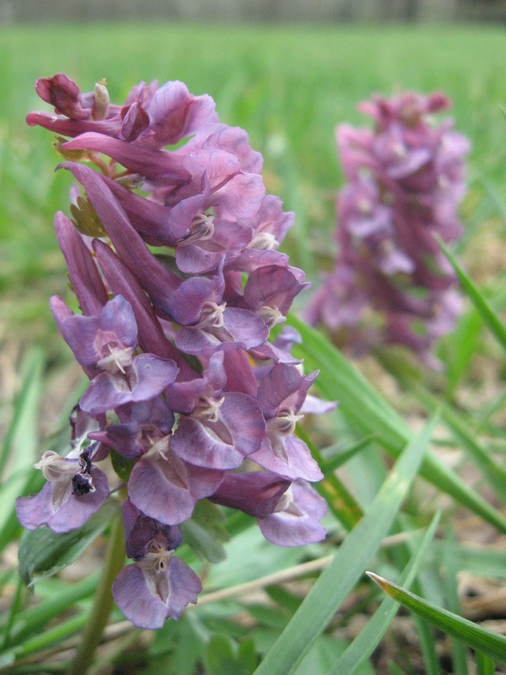 Purple flower