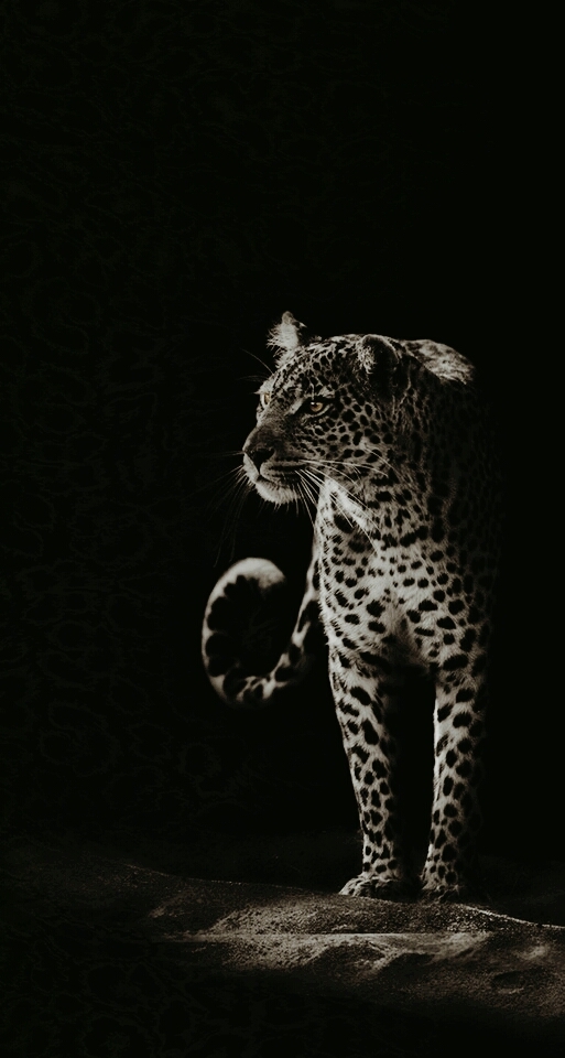 Onça Pintada
