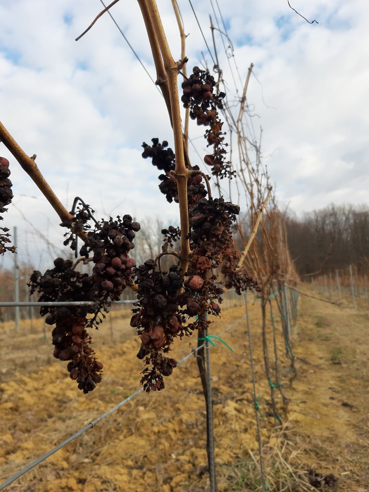 Dry grapes