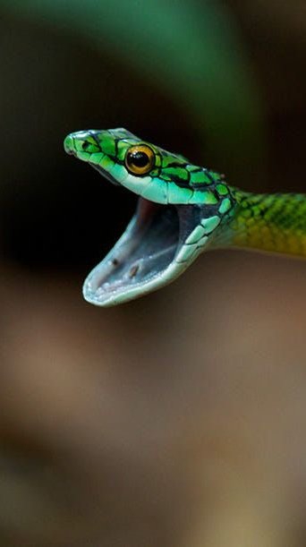 snake