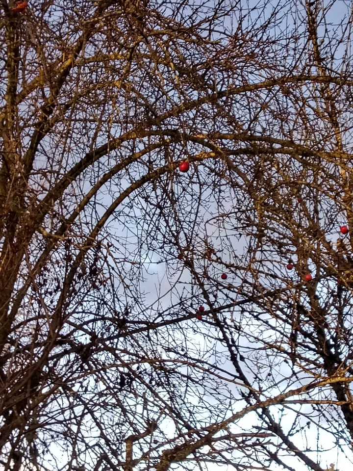lonely apples