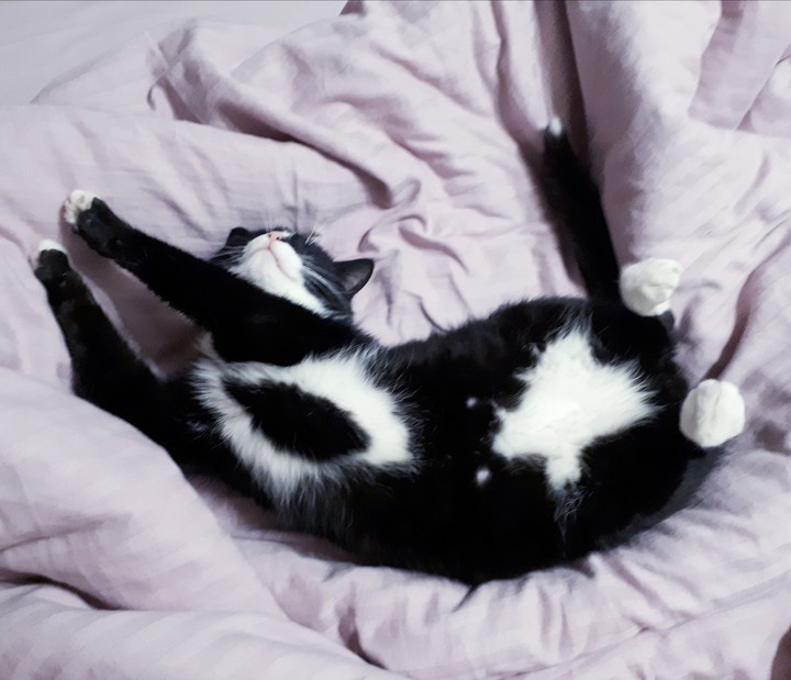 Котик