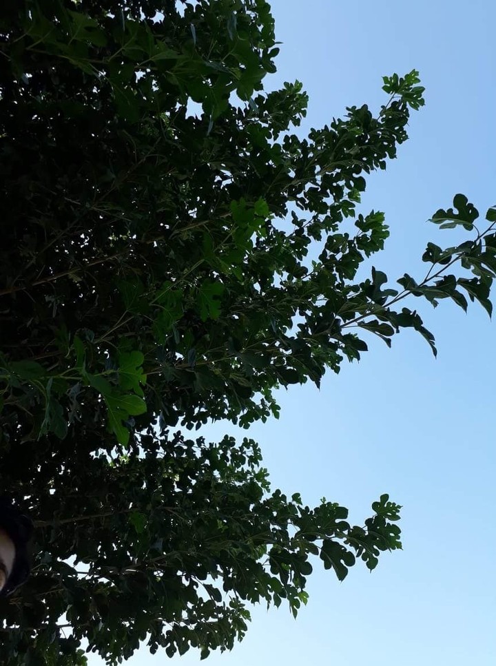 Sky and tree