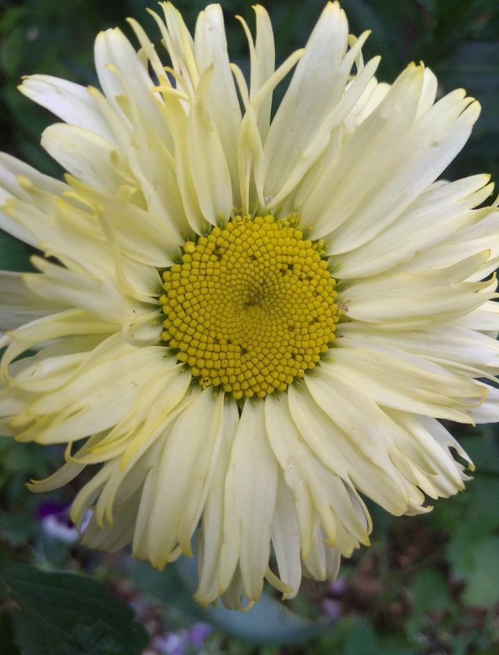 gelbe margarite