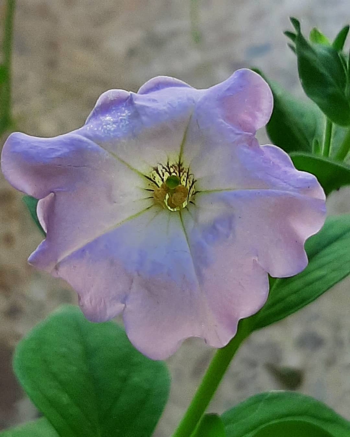 nice flower