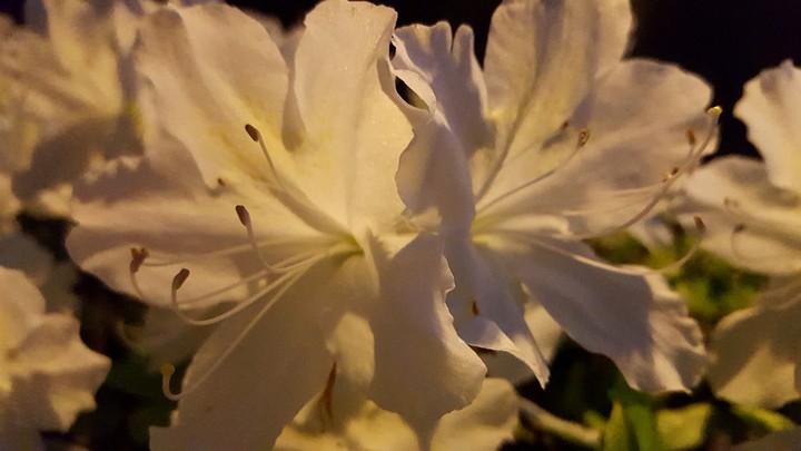 night blooms