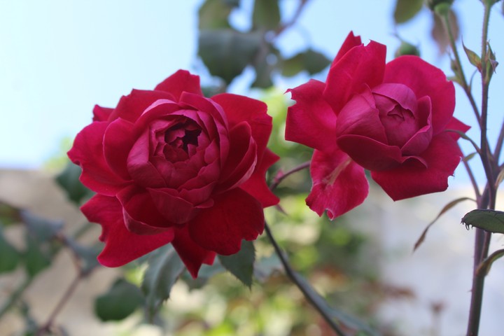 beautiful rose