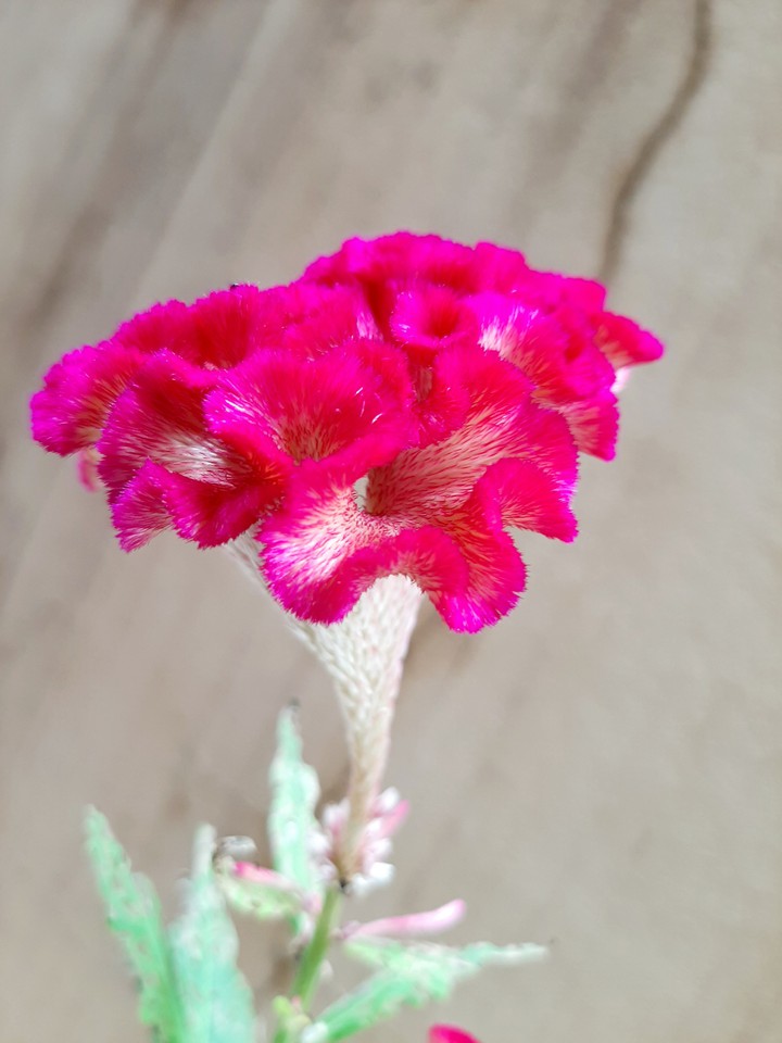 pink flower