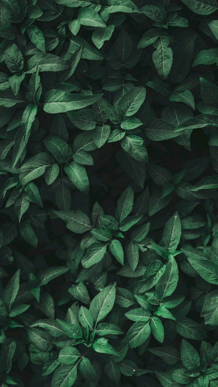 Leafy Art